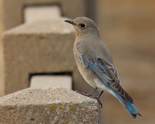 Mountain Bluebird