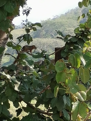 Notocitellus annulatus