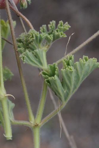 Pelargonium mollicomum 3