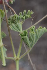 Pelargonium mollicomum