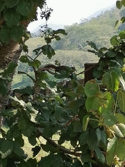 Notocitellus annulatus