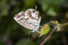 Cacyreus marshalli