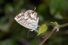 Cacyreus marshalli