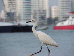 Egretta thula