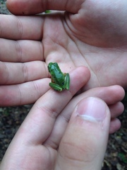 Hyla walkeri
