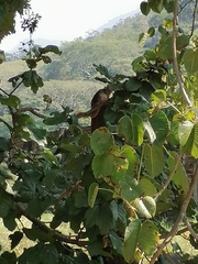 Notocitellus annulatus