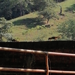 Notocitellus annulatus