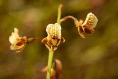 Eulophia bolusii