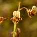 Cinderella Orchids - Photo (c) Heather and Andrew Hodgson, some rights reserved (CC BY-NC), uploaded by Heather and Andrew Hodgson