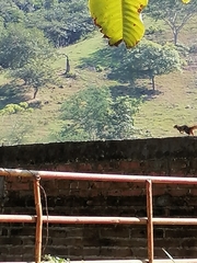 Notocitellus annulatus