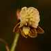 Upside-down Sandy Cinderella Orchid - Photo (c) Heather and Andrew Hodgson, some rights reserved (CC BY-NC), uploaded by Heather and Andrew Hodgson