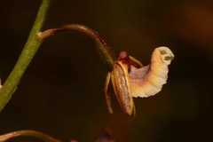 Eulophia bolusii