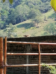 Notocitellus annulatus