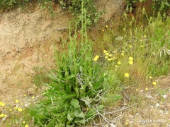 Trifolium angustifolium