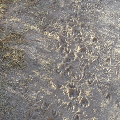 Odocoileus virginianus couesi