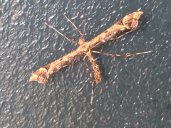 Amblyptilia pica