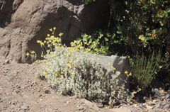 Calceolaria polifolia
