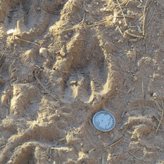 Odocoileus virginianus couesi