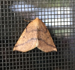 Neoterpes edwardsata