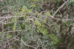 Azima tetracantha
