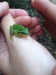 Hyla walkeri