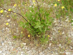 Medicago orbicularis