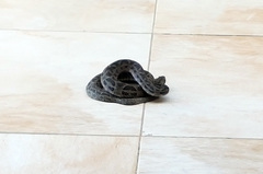 Bothrops diporus