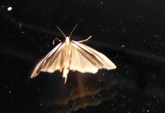 Orocrambus ramosellus