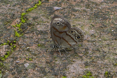 Euptychia fetna