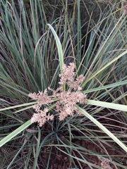 Cyperus ligularis