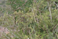Azima tetracantha