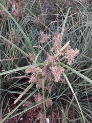 Cyperus ligularis