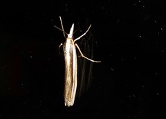 Orocrambus ramosellus