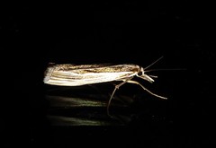 Orocrambus ramosellus