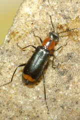 Attalus minimus