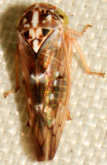 Idiocerus albolinea