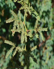 Vachellia farnesiana minuta