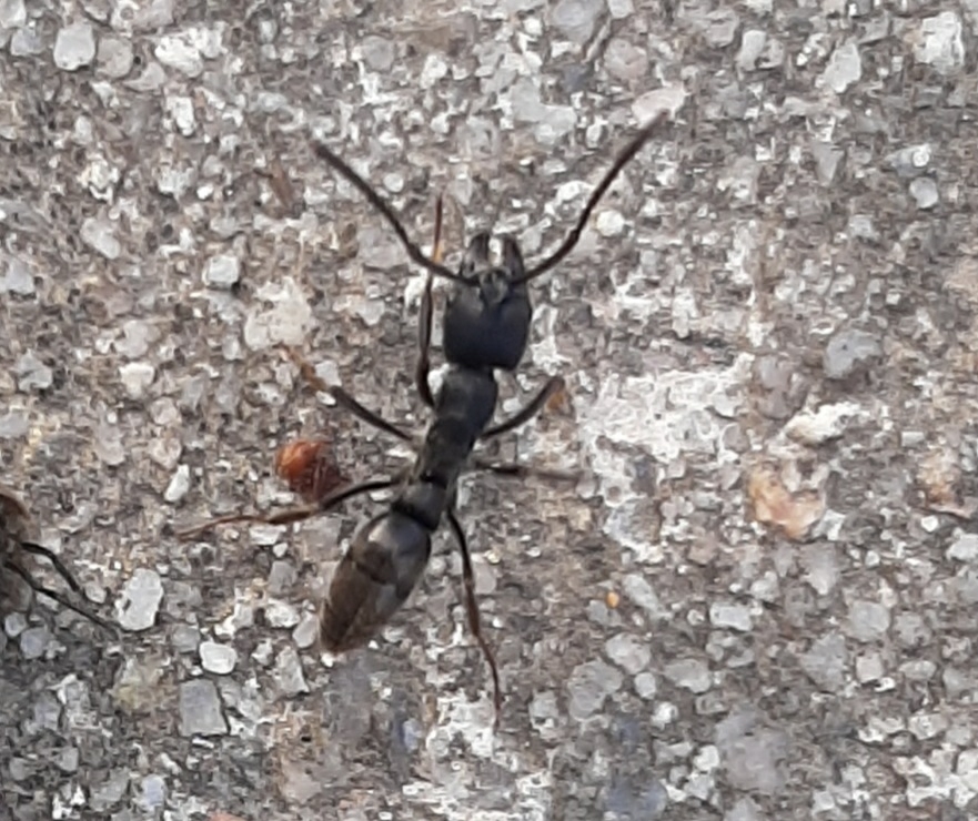 Pachycondyla striata