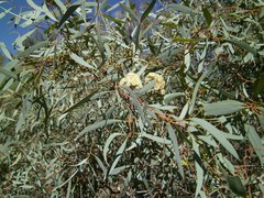 Eucalyptus polybractea