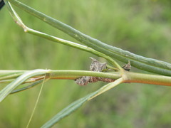 Cordylogyne globosa