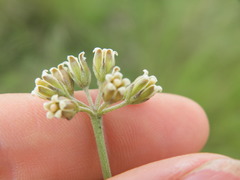 Cordylogyne globosa
