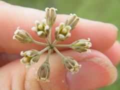 Cordylogyne globosa