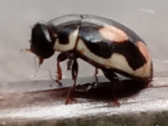 Hyperaspis festiva