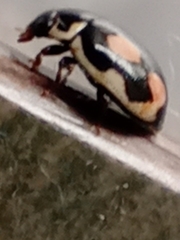 Hyperaspis festiva