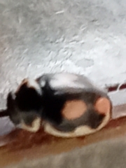 Hyperaspis festiva