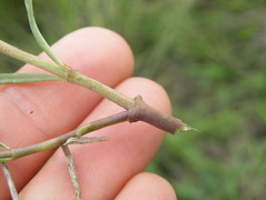 Cordylogyne globosa