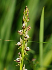 Prasophyllum australe