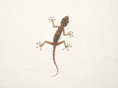 Ptyodactylus hasselquistii