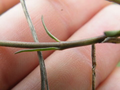 Cordylogyne globosa