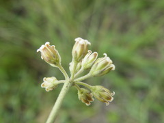 Cordylogyne globosa